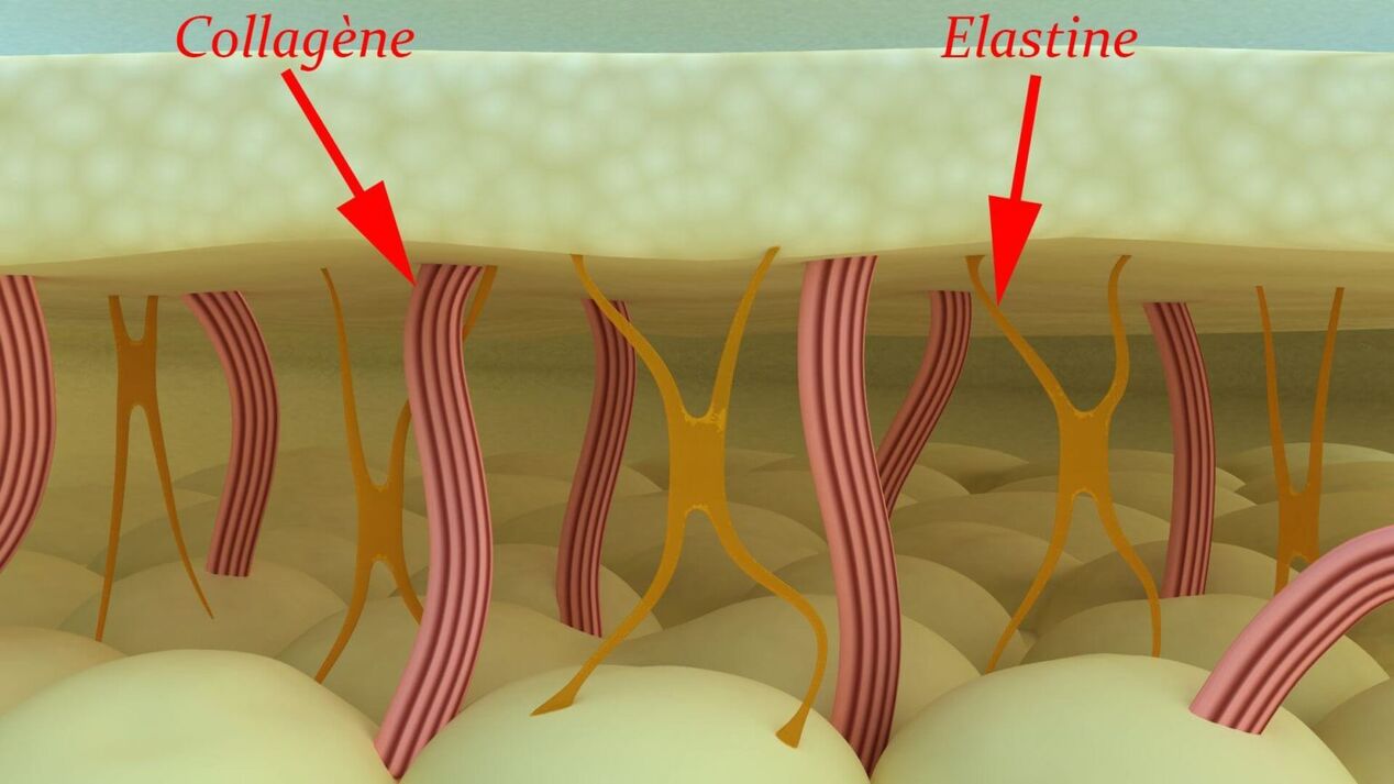 Collagen ug elastin - structural protina sa panit